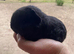 2 Beautiful Pedigree Swiss Guinea Pigs