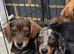 Dachshund puppies