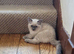 Ragdoll Kittens
