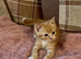2 beautiful boy kittens left