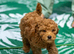 Red Toy Poodle Boy