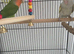 A pair of lovebird