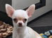Adorable chihuahua puppies ready for there forever home