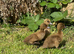 Female ducklings