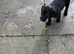 Male puppy in need of loving home