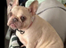 ***FERN RESCUE* FRENCH BULLDOG FOR ADOPTION***