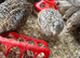 Jumbo Japanese Quail