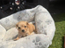 7 King Charles puppy’s