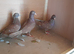 3 red pigeons
