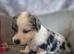 Long haired miniature dachshund puppies
