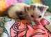 5 beautiful kittens