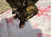 Beautiful kittens - Mum is half Bengal - Ready to leave Soon!