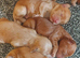 Cockapoo puppys