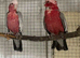 Breeding pair of Gallah cockatoo