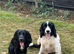 Beautiful Sprocker Puppies from Kc reg parents