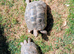 North African spur-thighed Tortoises (Graeca Graeca)
