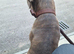 Chico looking for a loving home