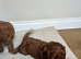 Cavapoo puppy&rsquo;s