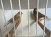 Breeding pair of canaries