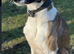 Collie x whippet stud