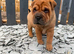 4 males 1female sharpies 8 weeks old ready now &pound;995