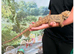 Female bearded dragon