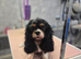 KC Cavalier king Charles Spaniel's puppies for sale