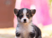 Show quality Pembrokeshire corgi READY!!!