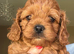 F1 Red Cavapoo pups