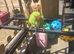 4 handreared Ringnecks