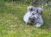 Beautiful Angora Baby Rabbits &ndash; Ready Now