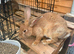 New zealand bunnies