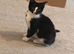 2 kitty