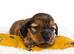 Beautiful Miniature Dachshunds