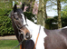 Lovely 3yr sports horse filly