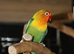 Baby Love birds,3