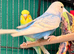 Young Budgies 8 to 10 Weeks PLEASE READ AD