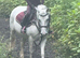 Welsh section A 12.2