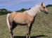 Registered Sec B Palomino Filly,looking for 5* Home