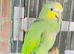 Beautiful Amazon Parrot for sale
