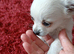 Fluffy chihuahua white and soft