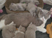 3 Beautiful British Shorthairs READY NOW