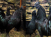 Ayam Cemani chicks day old