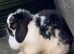 Mini lop bunny