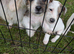 terrier