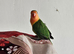 Love birds
