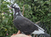 Hand reared young fancy pigeon