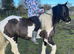 Perfect bombproof pony
