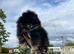 Teddy bear pomerian
