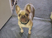 Female French bulldog